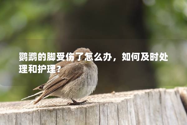 鹦鹉的脚受伤了怎么办，如何及时处理和护理？