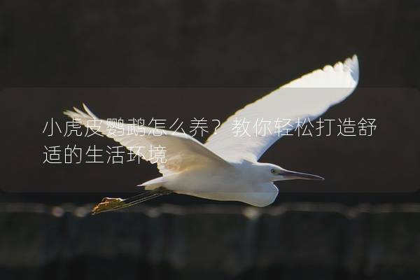 小虎皮鹦鹉怎么养？教你轻松打造舒适的生活环境