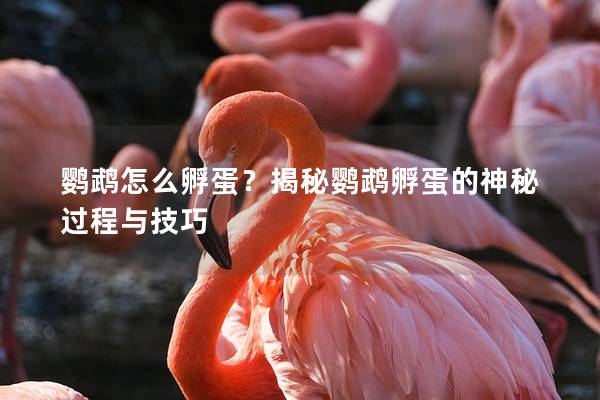 鹦鹉怎么孵蛋？揭秘鹦鹉孵蛋的神秘过程与技巧