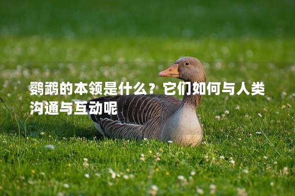 鹦鹉的本领是什么？它们如何与人类沟通与互动呢