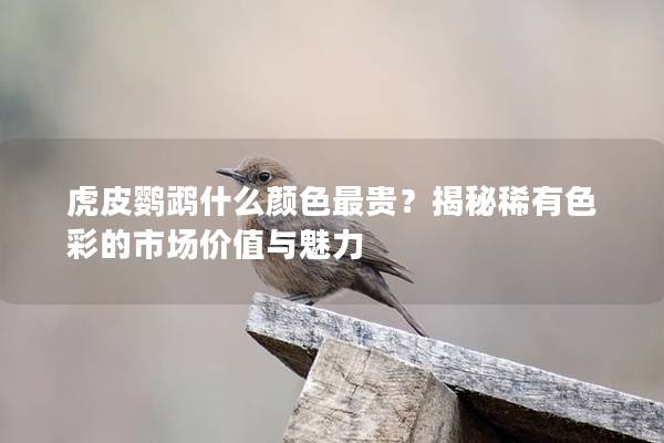 虎皮鹦鹉什么颜色最贵？揭秘稀有色彩的市场价值与魅力