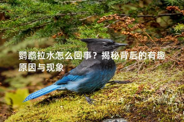 鹦鹉拉水怎么回事？揭秘背后的有趣原因与现象