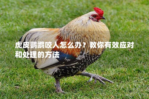 虎皮鹦鹉咬人怎么办？教你有效应对和处理的方法