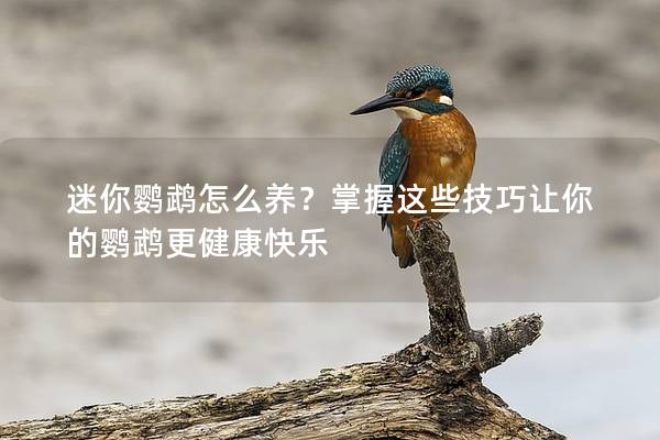 迷你鹦鹉怎么养？掌握这些技巧让你的鹦鹉更健康快乐