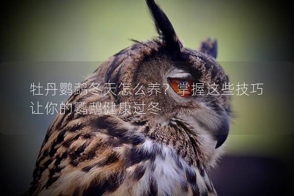 牡丹鹦鹉冬天怎么养？掌握这些技巧让你的鹦鹉健康过冬
