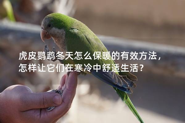 虎皮鹦鹉冬天怎么保暖的有效方法，怎样让它们在寒冷中舒适生活？