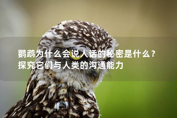 鹦鹉为什么会说人话的秘密是什么？探究它们与人类的沟通能力