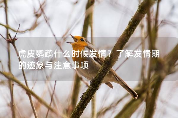 虎皮鹦鹉什么时候发情？了解发情期的迹象与注意事项