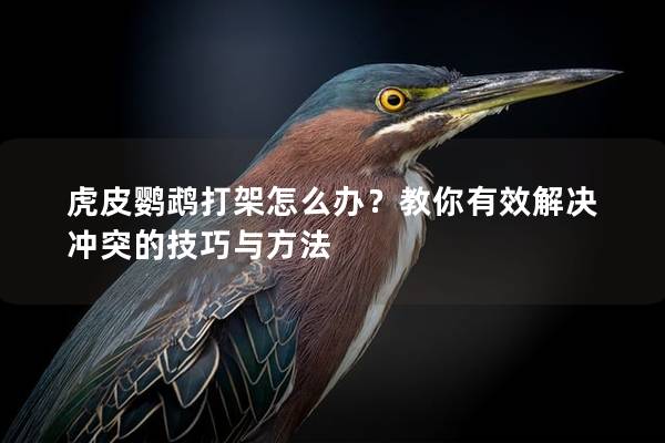 虎皮鹦鹉打架怎么办？教你有效解决冲突的技巧与方法