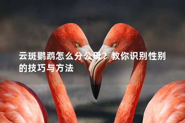 云斑鹦鹉怎么分公母？教你识别性别的技巧与方法