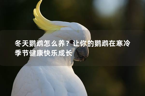 冬天鹦鹉怎么养？让你的鹦鹉在寒冷季节健康快乐成长