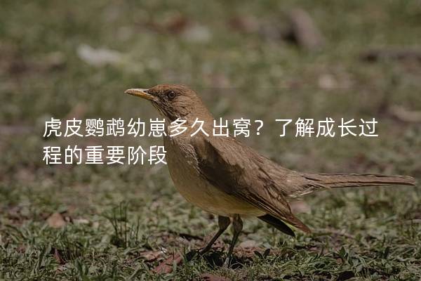 虎皮鹦鹉幼崽多久出窝？了解成长过程的重要阶段