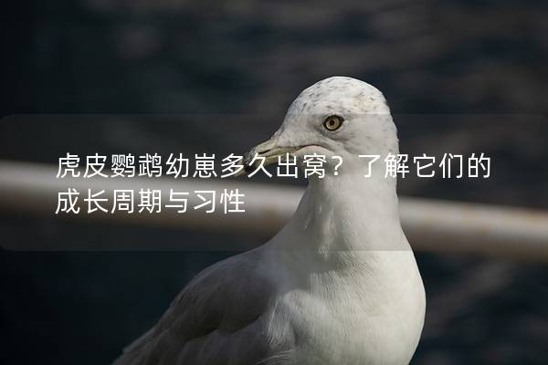 虎皮鹦鹉幼崽多久出窝？了解它们的成长周期与习性