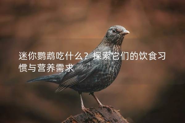 迷你鹦鹉吃什么？探索它们的饮食习惯与营养需求