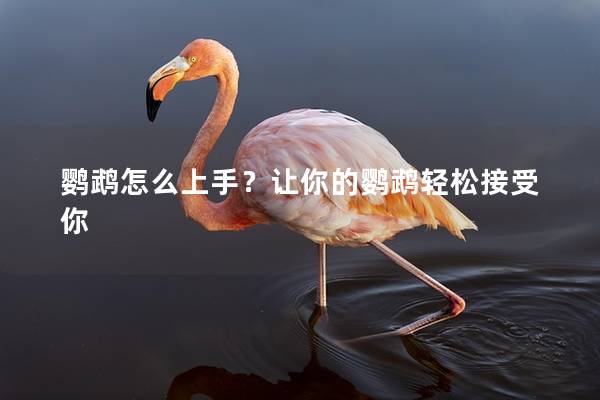 鹦鹉怎么上手？让你的鹦鹉轻松接受你