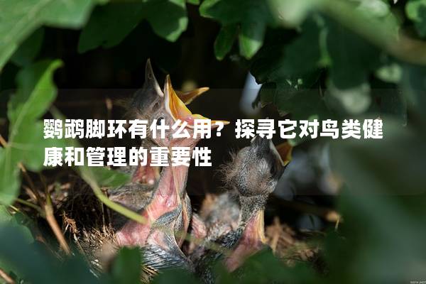 鹦鹉脚环有什么用？探寻它对鸟类健康和管理的重要性