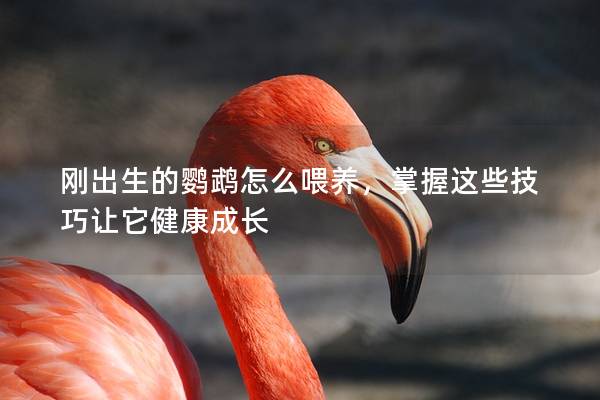 刚出生的鹦鹉怎么喂养，掌握这些技巧让它健康成长