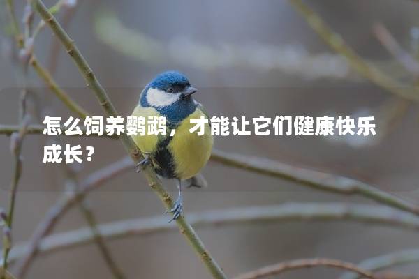 怎么饲养鹦鹉，才能让它们健康快乐成长？