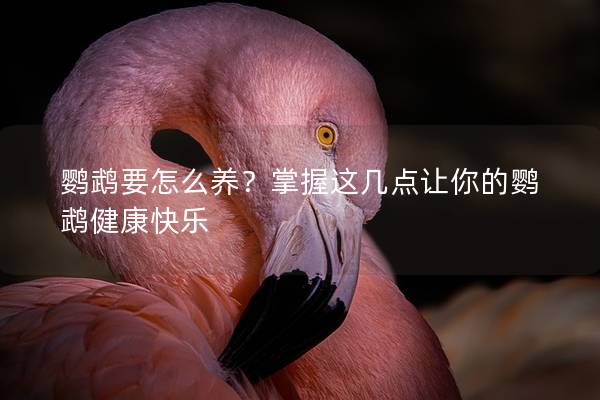 鹦鹉要怎么养？掌握这几点让你的鹦鹉健康快乐
