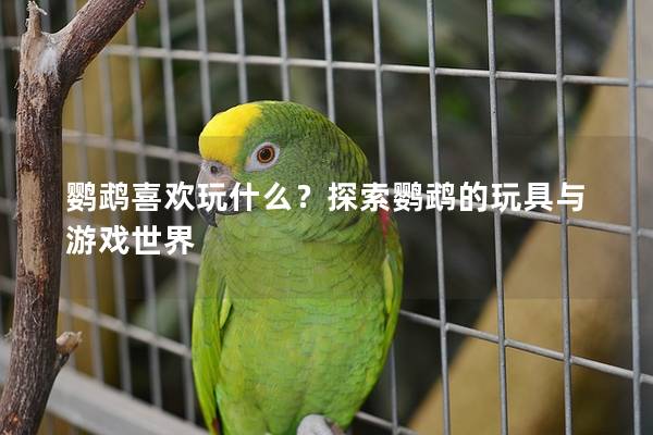 鹦鹉喜欢玩什么？探索鹦鹉的玩具与游戏世界