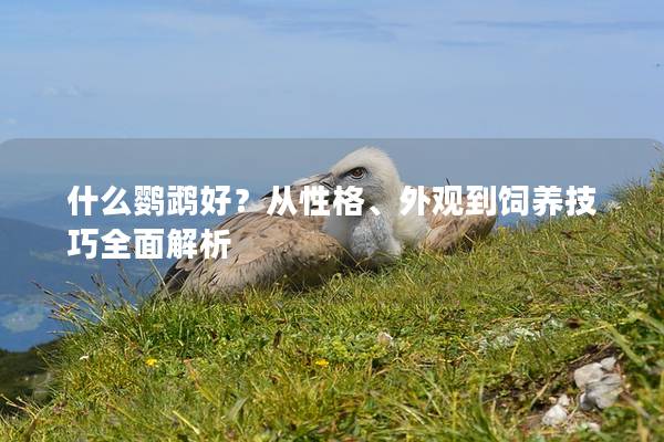 什么鹦鹉好？从性格、外观到饲养技巧全面解析