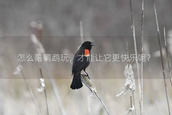 怎么陪鹦鹉玩，才能让它更快乐呢？