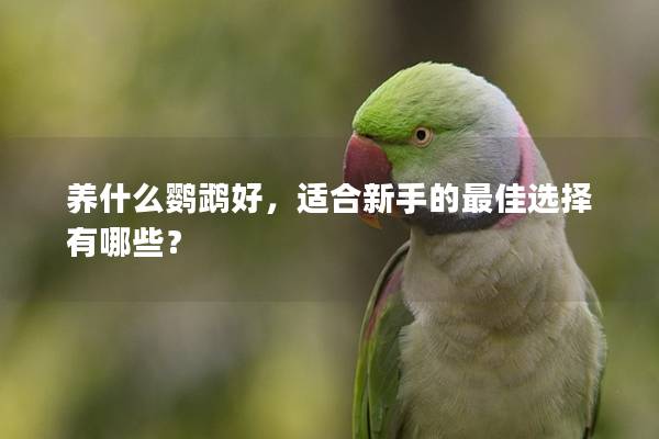 养什么鹦鹉好，适合新手的最佳选择有哪些？