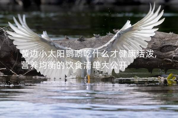 黄边小太阳鹦鹉吃什么才健康活泼, 营养均衡的饮食清单大公开