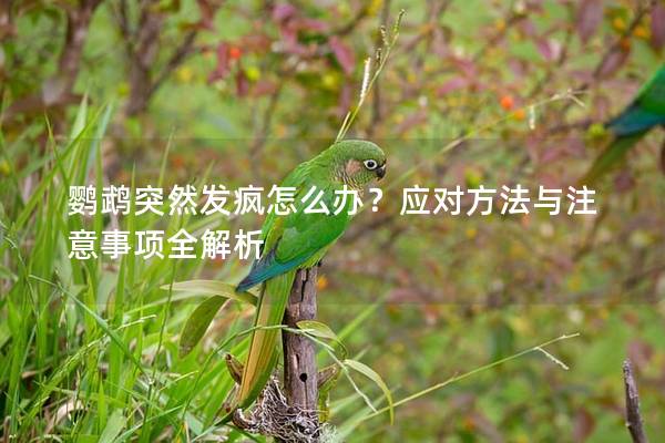 鹦鹉突然发疯怎么办？应对方法与注意事项全解析