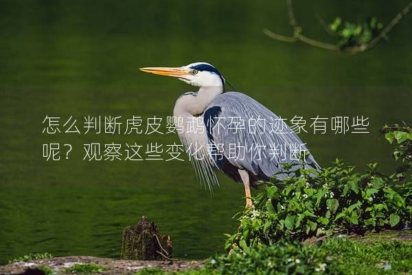 怎么判断虎皮鹦鹉怀孕的迹象有哪些呢？观察这些变化帮助你判断