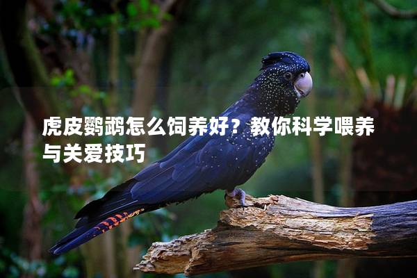 虎皮鹦鹉怎么饲养好？教你科学喂养与关爱技巧