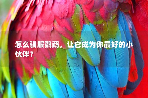 怎么驯服鹦鹉，让它成为你最好的小伙伴？