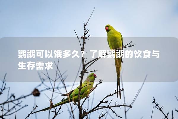 鹦鹉可以饿多久？了解鹦鹉的饮食与生存需求