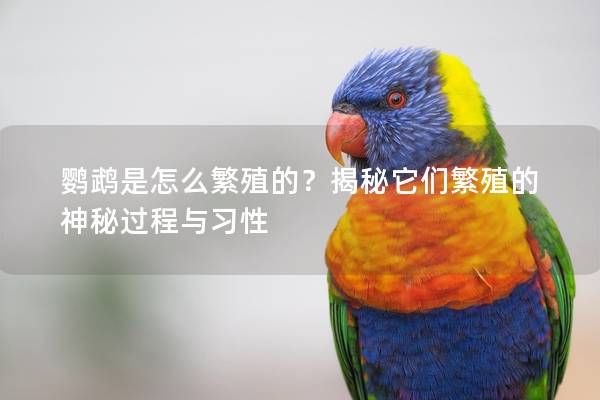鹦鹉是怎么繁殖的？揭秘它们繁殖的神秘过程与习性