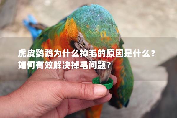 虎皮鹦鹉为什么掉毛的原因是什么？如何有效解决掉毛问题？