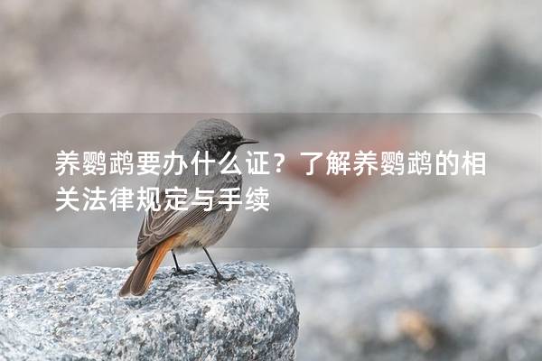 养鹦鹉要办什么证？了解养鹦鹉的相关法律规定与手续