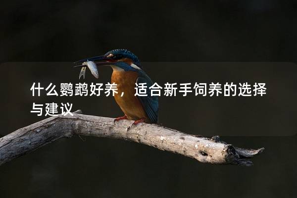 什么鹦鹉好养，适合新手饲养的选择与建议