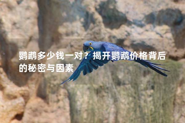 鹦鹉多少钱一对？揭开鹦鹉价格背后的秘密与因素