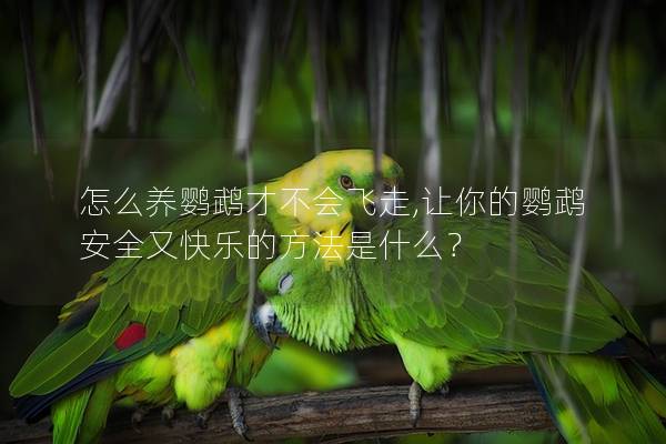 怎么养鹦鹉才不会飞走,让你的鹦鹉安全又快乐的方法是什么？