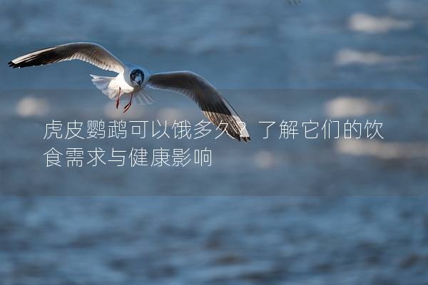 虎皮鹦鹉可以饿多久？了解它们的饮食需求与健康影响