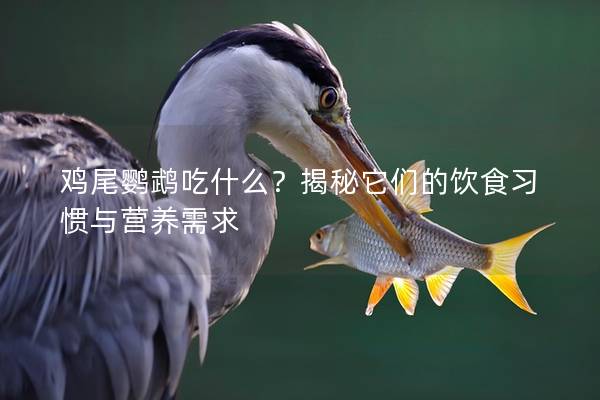 鸡尾鹦鹉吃什么？揭秘它们的饮食习惯与营养需求