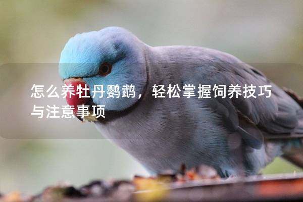 怎么养牡丹鹦鹉，轻松掌握饲养技巧与注意事项