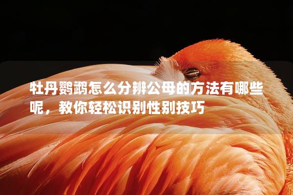 牡丹鹦鹉怎么分辨公母的方法有哪些呢，教你轻松识别性别技巧