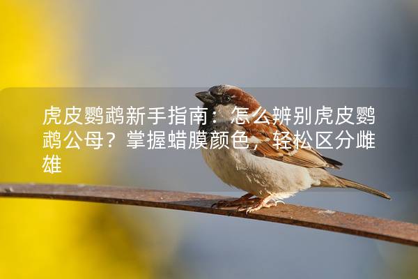 虎皮鹦鹉新手指南：怎么辨别虎皮鹦鹉公母？掌握蜡膜颜色，轻松区分雌雄