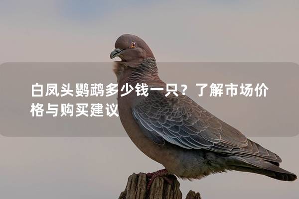 白凤头鹦鹉多少钱一只？了解市场价格与购买建议