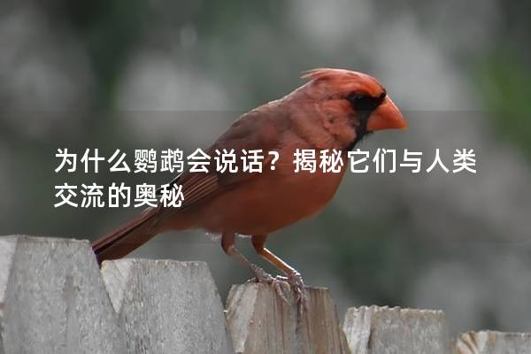 为什么鹦鹉会说话？揭秘它们与人类交流的奥秘