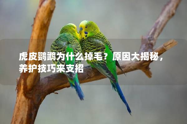 虎皮鹦鹉为什么掉毛？原因大揭秘，养护技巧来支招