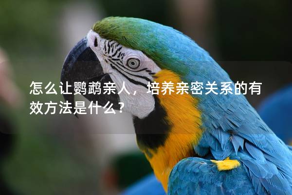 怎么让鹦鹉亲人，培养亲密关系的有效方法是什么？