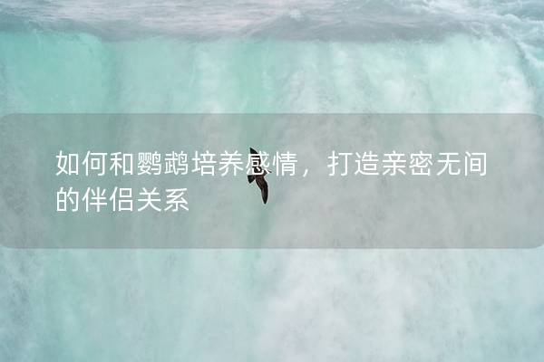如何和鹦鹉培养感情，打造亲密无间的伴侣关系