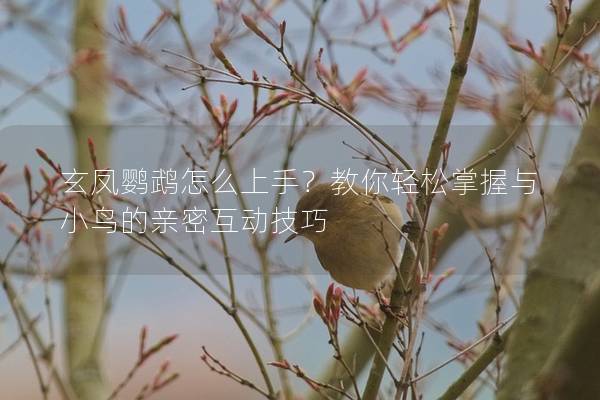 玄凤鹦鹉怎么上手？教你轻松掌握与小鸟的亲密互动技巧